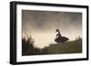 Two Black Swans Wait by the Lakeside on a Misty Morning-Alex Saberi-Framed Photographic Print