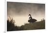 Two Black Swans Wait by the Lakeside on a Misty Morning-Alex Saberi-Framed Photographic Print