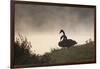 Two Black Swans Wait by the Lakeside on a Misty Morning-Alex Saberi-Framed Photographic Print