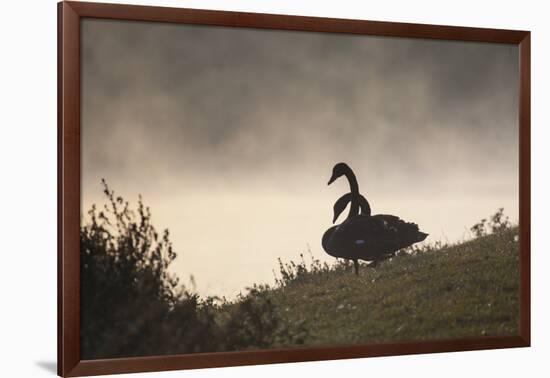 Two Black Swans Wait by the Lakeside on a Misty Morning-Alex Saberi-Framed Photographic Print