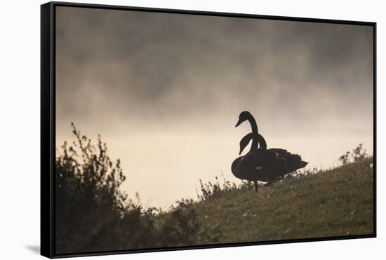 Two Black Swans Wait by the Lakeside on a Misty Morning-Alex Saberi-Framed Stretched Canvas