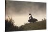 Two Black Swans Wait by the Lakeside on a Misty Morning-Alex Saberi-Stretched Canvas