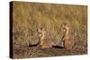 Two Black-Tailed Prairie Dog (Blacktail Prairie Dog) (Cynomys Ludovicianus)-James Hager-Stretched Canvas