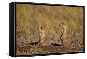 Two Black-Tailed Prairie Dog (Blacktail Prairie Dog) (Cynomys Ludovicianus)-James Hager-Framed Stretched Canvas