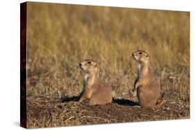 Two Black-Tailed Prairie Dog (Blacktail Prairie Dog) (Cynomys Ludovicianus)-James Hager-Stretched Canvas