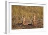 Two Black-Tailed Prairie Dog (Blacktail Prairie Dog) (Cynomys Ludovicianus)-James Hager-Framed Photographic Print