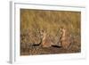 Two Black-Tailed Prairie Dog (Blacktail Prairie Dog) (Cynomys Ludovicianus)-James Hager-Framed Photographic Print