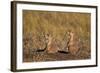 Two Black-Tailed Prairie Dog (Blacktail Prairie Dog) (Cynomys Ludovicianus)-James Hager-Framed Photographic Print