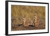 Two Black-Tailed Prairie Dog (Blacktail Prairie Dog) (Cynomys Ludovicianus)-James Hager-Framed Photographic Print