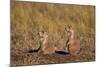 Two Black-Tailed Prairie Dog (Blacktail Prairie Dog) (Cynomys Ludovicianus)-James Hager-Mounted Photographic Print