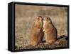 Two Black-Tailed Prairie Dog (Blacktail Prairie Dog) (Cynomys Ludovicianus)-James Hager-Framed Stretched Canvas