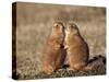 Two Black-Tailed Prairie Dog (Blacktail Prairie Dog) (Cynomys Ludovicianus)-James Hager-Stretched Canvas