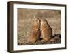 Two Black-Tailed Prairie Dog (Blacktail Prairie Dog) (Cynomys Ludovicianus)-James Hager-Framed Photographic Print