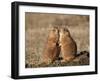 Two Black-Tailed Prairie Dog (Blacktail Prairie Dog) (Cynomys Ludovicianus)-James Hager-Framed Photographic Print