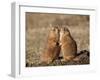 Two Black-Tailed Prairie Dog (Blacktail Prairie Dog) (Cynomys Ludovicianus)-James Hager-Framed Photographic Print
