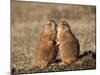 Two Black-Tailed Prairie Dog (Blacktail Prairie Dog) (Cynomys Ludovicianus)-James Hager-Mounted Photographic Print