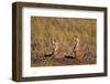 Two Black-Tailed Prairie Dog (Blacktail Prairie Dog) (Cynomys Ludovicianus)-James Hager-Framed Photographic Print