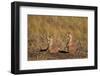 Two Black-Tailed Prairie Dog (Blacktail Prairie Dog) (Cynomys Ludovicianus)-James Hager-Framed Photographic Print