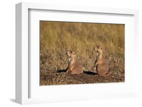 Two Black-Tailed Prairie Dog (Blacktail Prairie Dog) (Cynomys Ludovicianus)-James Hager-Framed Photographic Print