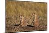 Two Black-Tailed Prairie Dog (Blacktail Prairie Dog) (Cynomys Ludovicianus)-James Hager-Mounted Photographic Print