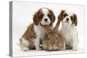 Two Blenheim Cavalier King Charles Spaniel Puppies with Sandy Lionhead Rabbit-Mark Taylor-Stretched Canvas