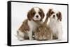 Two Blenheim Cavalier King Charles Spaniel Puppies with Sandy Lionhead Rabbit-Mark Taylor-Framed Stretched Canvas