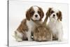 Two Blenheim Cavalier King Charles Spaniel Puppies with Sandy Lionhead Rabbit-Mark Taylor-Stretched Canvas