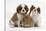 Two Blenheim Cavalier King Charles Spaniel Puppies with Sandy Lionhead Rabbit-Mark Taylor-Stretched Canvas