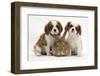 Two Blenheim Cavalier King Charles Spaniel Puppies with Sandy Lionhead Rabbit-Mark Taylor-Framed Photographic Print
