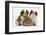 Two Blenheim Cavalier King Charles Spaniel Puppies with Sandy Lionhead Rabbit-Mark Taylor-Framed Photographic Print