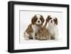Two Blenheim Cavalier King Charles Spaniel Puppies with Sandy Lionhead Rabbit-Mark Taylor-Framed Photographic Print