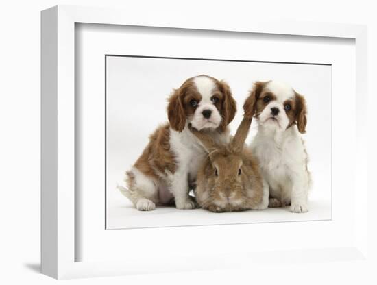 Two Blenheim Cavalier King Charles Spaniel Puppies with Sandy Lionhead Rabbit-Mark Taylor-Framed Photographic Print