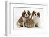 Two Blenheim Cavalier King Charles Spaniel Puppies with Sandy Lionhead Rabbit-Mark Taylor-Framed Photographic Print