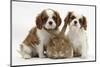 Two Blenheim Cavalier King Charles Spaniel Puppies with Sandy Lionhead Rabbit-Mark Taylor-Mounted Photographic Print