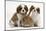 Two Blenheim Cavalier King Charles Spaniel Puppies with Sandy Lionhead Rabbit-Mark Taylor-Mounted Photographic Print