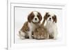 Two Blenheim Cavalier King Charles Spaniel Puppies with Sandy Lionhead Rabbit-Mark Taylor-Framed Photographic Print