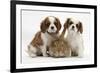 Two Blenheim Cavalier King Charles Spaniel Puppies with Sandy Lionhead Rabbit-Mark Taylor-Framed Photographic Print