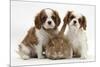 Two Blenheim Cavalier King Charles Spaniel Puppies with Sandy Lionhead Rabbit-Mark Taylor-Mounted Photographic Print