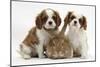 Two Blenheim Cavalier King Charles Spaniel Puppies with Sandy Lionhead Rabbit-Mark Taylor-Mounted Photographic Print