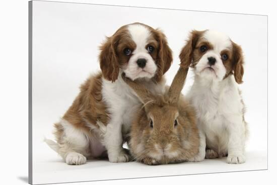 Two Blenheim Cavalier King Charles Spaniel Puppies with Sandy Lionhead Rabbit-Mark Taylor-Stretched Canvas