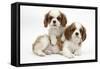 Two Blenheim Cavalier King Charles Spaniel Puppies-Mark Taylor-Framed Stretched Canvas