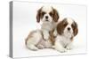 Two Blenheim Cavalier King Charles Spaniel Puppies-Mark Taylor-Stretched Canvas