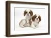 Two Blenheim Cavalier King Charles Spaniel Puppies-Mark Taylor-Framed Photographic Print