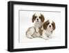 Two Blenheim Cavalier King Charles Spaniel Puppies-Mark Taylor-Framed Photographic Print