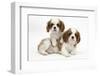 Two Blenheim Cavalier King Charles Spaniel Puppies-Mark Taylor-Framed Photographic Print