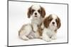 Two Blenheim Cavalier King Charles Spaniel Puppies-Mark Taylor-Mounted Photographic Print