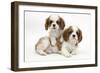 Two Blenheim Cavalier King Charles Spaniel Puppies-Mark Taylor-Framed Photographic Print