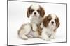 Two Blenheim Cavalier King Charles Spaniel Puppies-Mark Taylor-Mounted Photographic Print