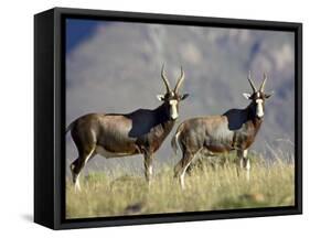 Two Blesbok, Mountain Zebra National Park, South Africa, Africa-James Hager-Framed Stretched Canvas
