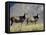 Two Blesbok, Mountain Zebra National Park, South Africa, Africa-James Hager-Framed Stretched Canvas